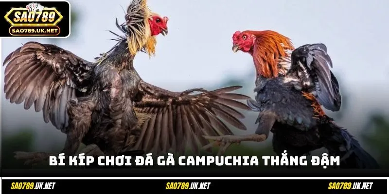 Bí kíp chơi đá gà Campuchia thắng đậm
