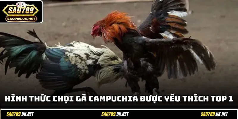 Các hình thức chọi gà Campuchia được yêu thích top 1
