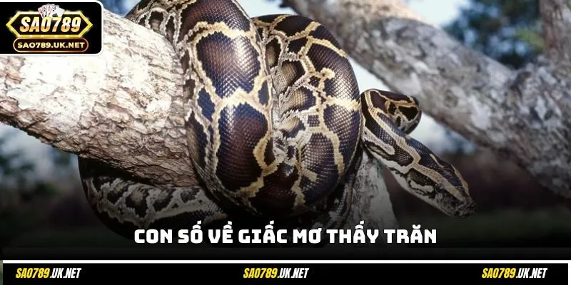 Con số về giấc mơ thấy trăn