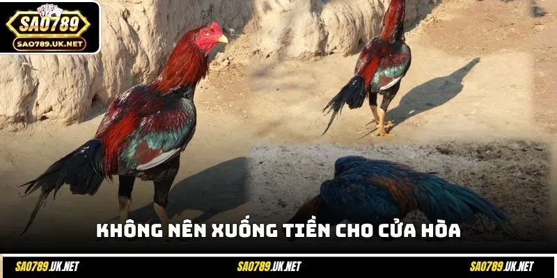 Không nên xuống tiền cho cửa hòa