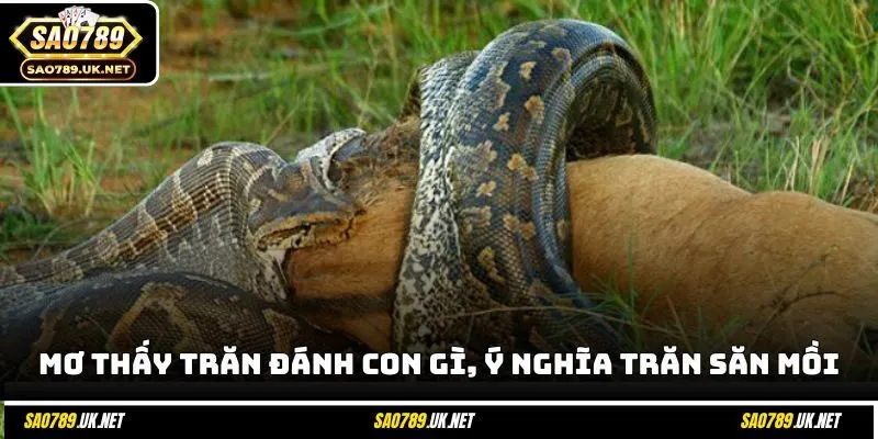 Mơ thấy trăn đánh con gì, ý nghĩa trăn săn mồi