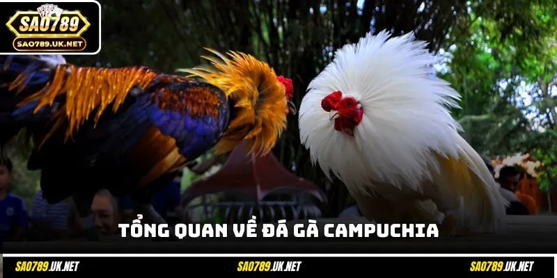 Tổng quan về đá gà Campuchia